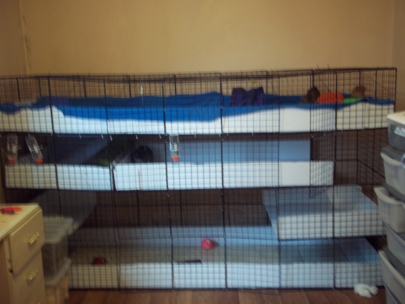 My guinea pigs current cage.