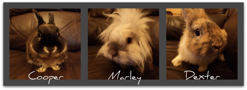 My three rabbits