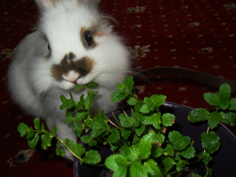 Ollie and his Mint...