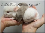 Chinchillas Sweetdreams