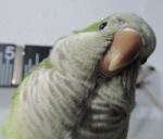 pepita