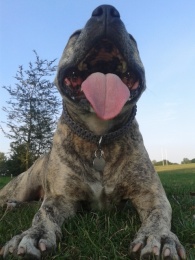 staffy licking paws