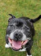 Sox-the-Staffie