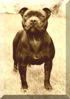 anxanum_staffy