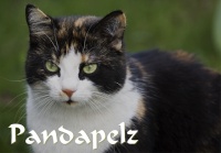 Pandapelz