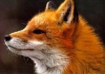 TrueFox