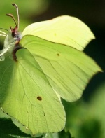 schmetterling0004