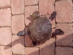 lalllytortue