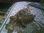 tortue_graeca