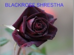 blackroseshrestha