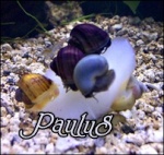 PauluS