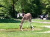 Ausflug in den Tierpark Hellabrunn Cimg8328