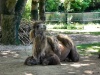 Ausflug in den Tierpark Hellabrunn Cimg8335