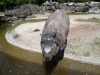 Ausflug in den Tierpark Hellabrunn Cimg8420