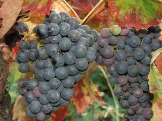 Uvas Cardinali