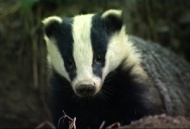 Frisky Badger