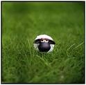 shaun the sheep