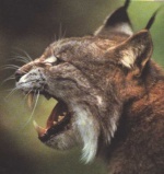 Lince