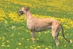 galgo versatil