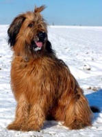 Briard