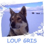 LOUP GRIS