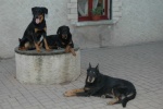 beaucerons54