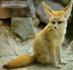 fennec