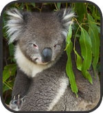 koalaman