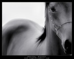 lili_horse