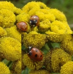 coccinelle