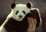 pandine