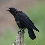 crow