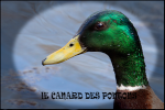 le canard des pontons