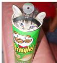 Doc.Pringles