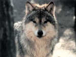 Regard de Loup