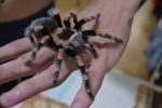 Smithi Junjun