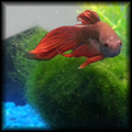 Sr Betta