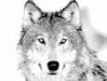 The Wolf Wolf_111