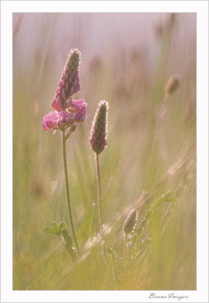 Sainfoin