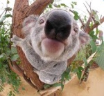 marsupial