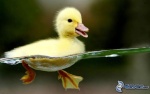 P'tit canard