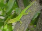 Anolis