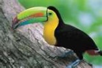 Toucan