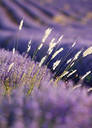 Lavanda