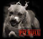 pit bull