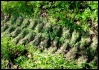 chenille dans l'herbe