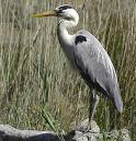 heron