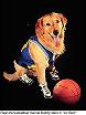 airbud