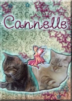 cannelle