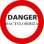 Les Dactylorhiza. Un essai de présentation. 675176